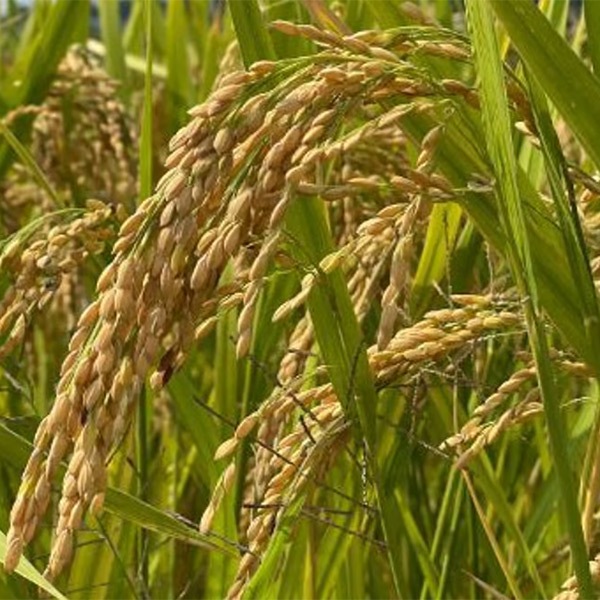 【兵四郎ファーム】兵四郎米 ミルキークイーン 1㎏(白米) -和紙真空パック-