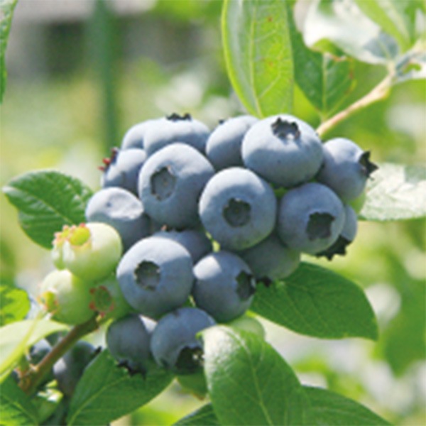 【ブルーベリーのこみち】生食用ブルーベリー