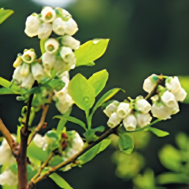 【ブルーベリーのこみち】ブルーベリー冷凍果実1kg(500gパック×2)