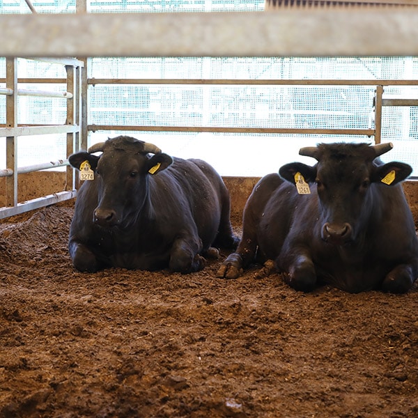 【ナカヤマさん家のお肉】和牛のネック【塊】2kg