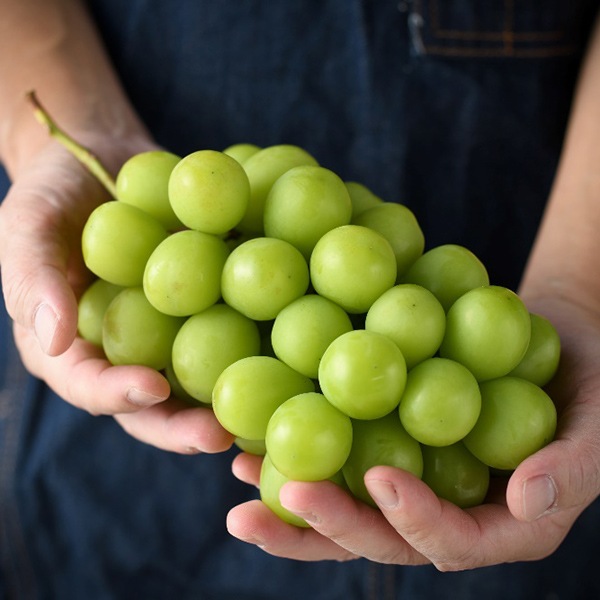 【フルーツワールド】シャインマスカット 1.7kg（3～4房）（8月下旬～10月上旬頃発送予定）