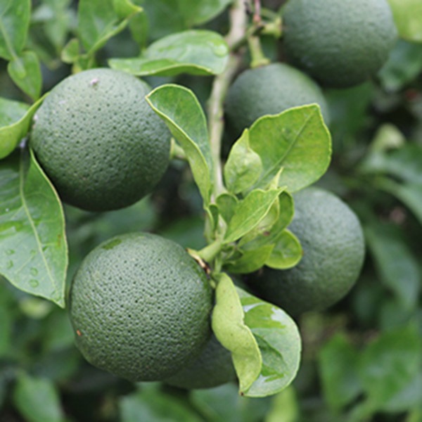 【オレンジ農園】かぼすジンジャーハニー 250g×3本