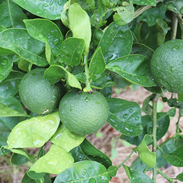 【オレンジ農園】かぼすジンジャーハニー 250g×3本