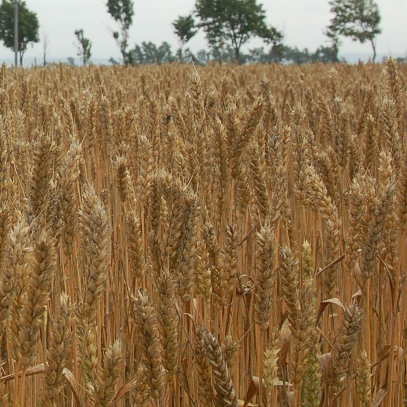 【白亜ダイシン】北海道パンケーキ、ミルクジャム、ハニーナッツセット（PESH-04）