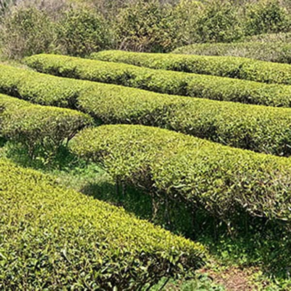 【きつき紅茶】ティーバッグ 4種7袋セット