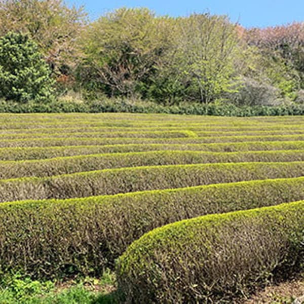 【きつき紅茶】ティーバッグ 4種7袋セット