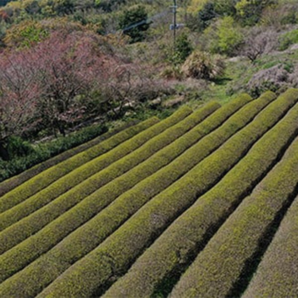 【きつき紅茶】 茶葉 4種7袋セット