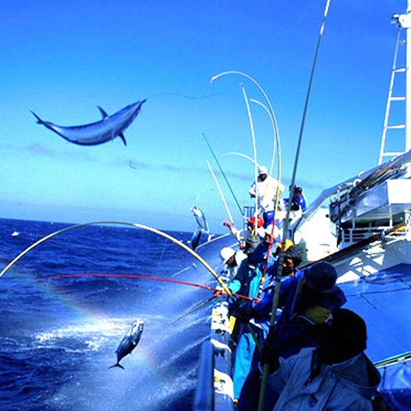 【しまんとどめきかんぱに】一本釣り地鰹の藁焼きタタキ（旬凍） 