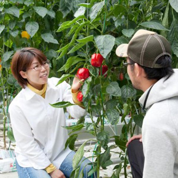 【小嶋や】伊万里産 赤黄パプリカのドレッシング2本入