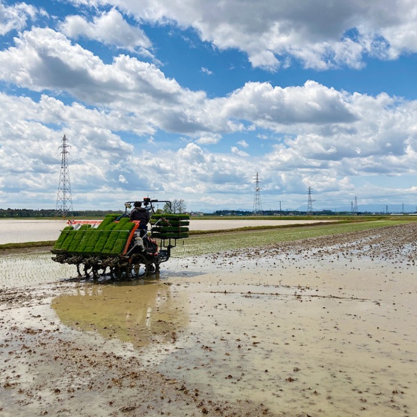 【スターアグリ】鑑定米 発芽玄米(合鴨ゆめぴりか)450g×5袋