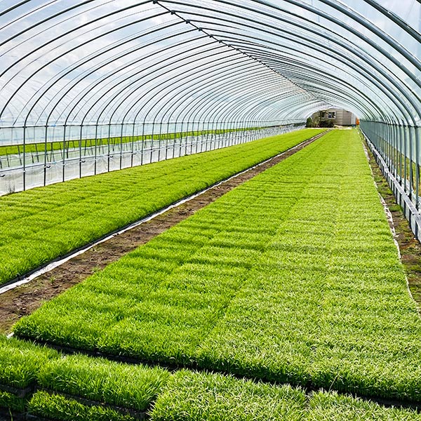 【スターアグリ】鑑定米 発芽玄米(合鴨ゆめぴりか)450g×5袋