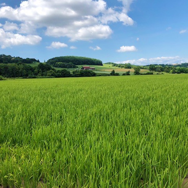 【スターアグリ】鑑定米 発芽玄米(合鴨ゆめぴりか)450g×5袋