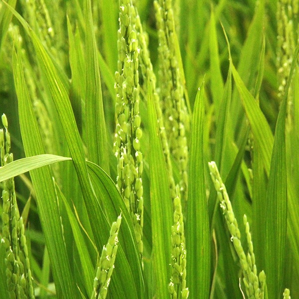 【スターアグリ】鑑定米 発芽玄米(合鴨ゆめぴりか)450g×5袋