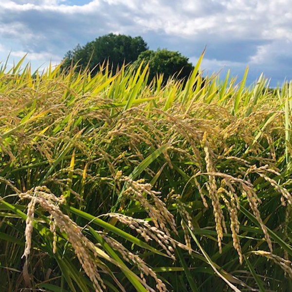 【スターアグリ】鑑定米 発芽玄米(合鴨ゆめぴりか)450g×5袋