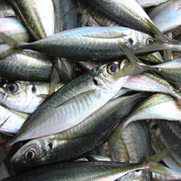 【岡富商店】「島根県沖」ひもの　大黒