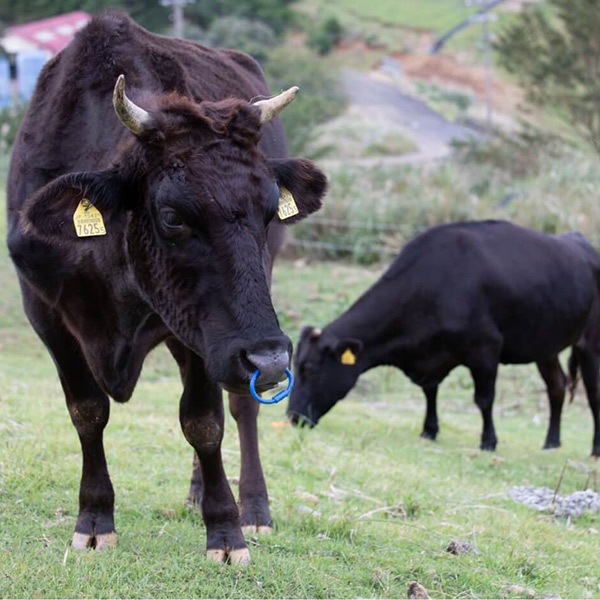 【鏡山牧場】ギフト 八崎牛のハンバーグ 120g×5個