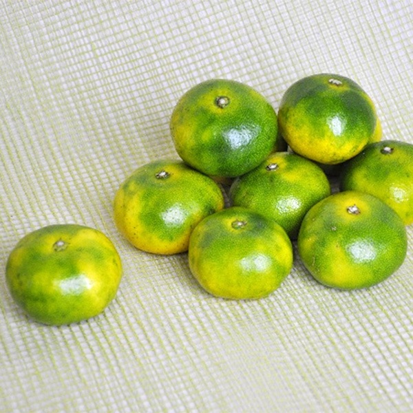 【フルーツワールド】南紀みかん　約2.5kg（10月初旬～10月中旬頃発送予定）