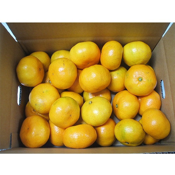 【フルーツワールド】南紀みかん　約2.5kg（10月初旬～10月中旬頃発送予定）
