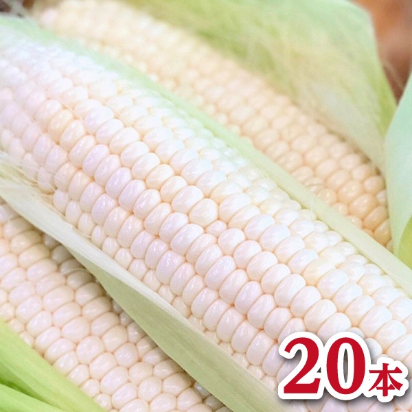【NORTH FUN】ホワイトコーン20本入り（７月中旬～８月下旬頃発送予定）