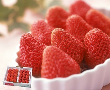 (限定商品)【フルーツワールド】紅ほっぺいちご2パック（1月中旬～2月下旬頃発送予定）