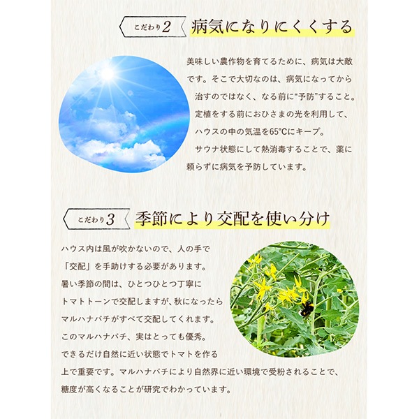 【レッドアップ】ソムリエトマト８００ｇとソムリエミニトマト　プラチナ８００ｇ（2025年1月下旬以降順次発送予定）