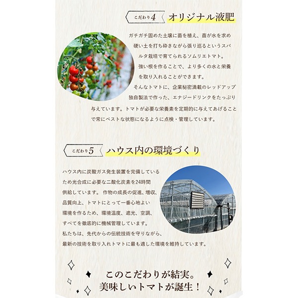 【レッドアップ】ソムリエトマト８００ｇとソムリエミニトマト　プラチナ８００ｇ（2025年1月下旬以降順次発送予定）