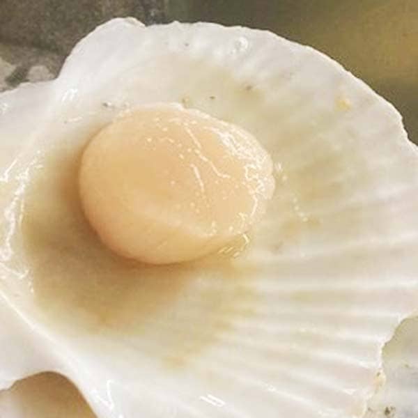 【ヤマトサカナ】生食用 ホタテ貝柱 1kg