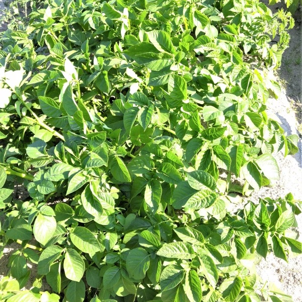 【戸島農園NS】馬鈴薯 農薬不使用(無農薬)栽培 2kg