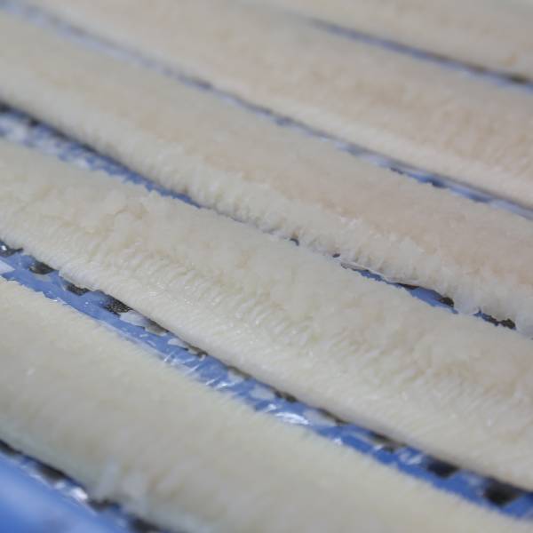 【JFおおいた杵築支店】活〆鱧（はも）しゃぶしゃぶセット 500g