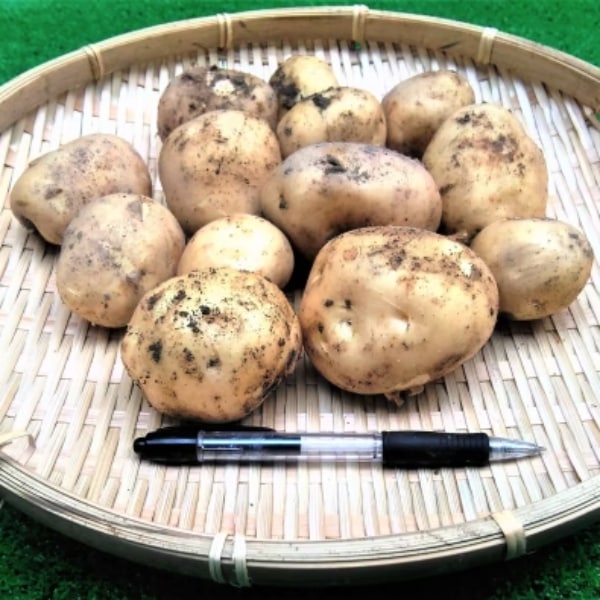 【戸島農園NS】馬鈴薯 農薬不使用(無農薬)栽培 4kg