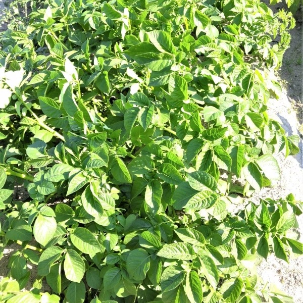 【戸島農園NS】馬鈴薯 農薬不使用(無農薬)栽培 4kg