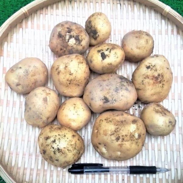 【戸島農園NS】馬鈴薯 農薬不使用(無農薬)栽培 4kg