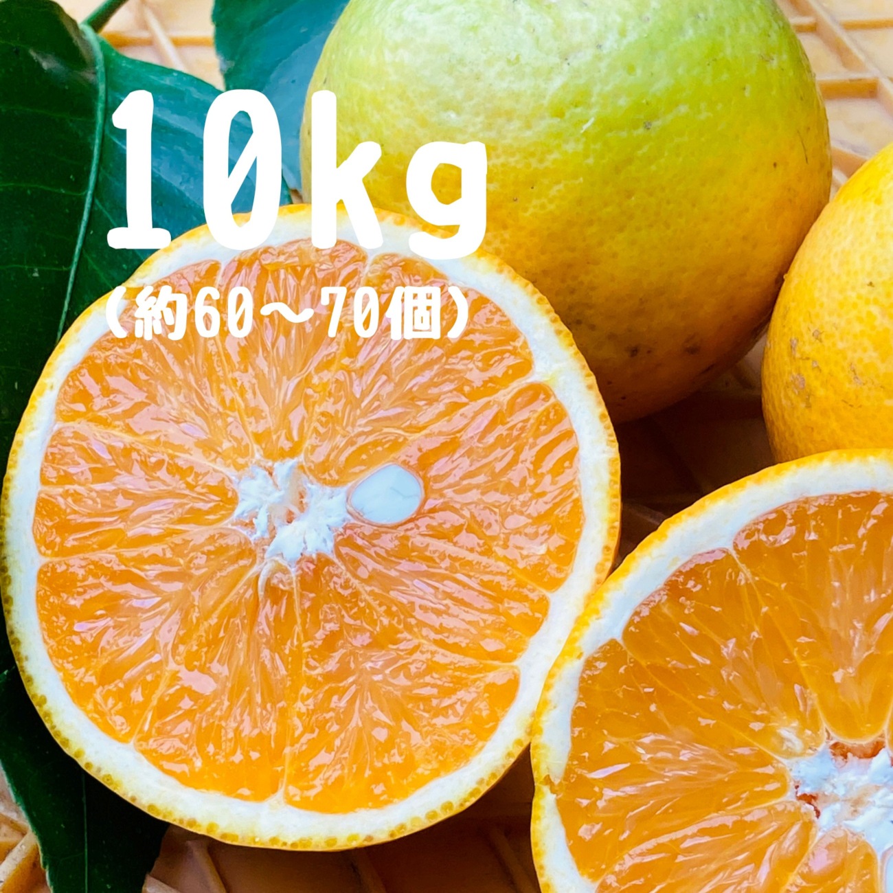 【みかんのみっちゃん農園】バレンシアオレンジ 10kg(60～70個前後/7月上旬～8月下旬頃発送予定)