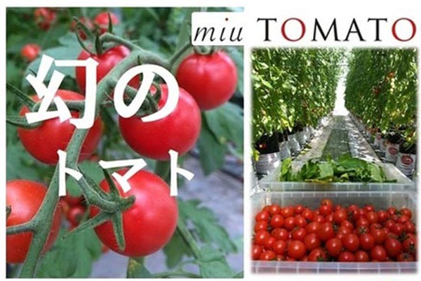 【飯田農園】miuトマト 1000g