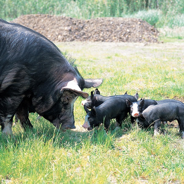 【南州農場】かごしま黒豚　熟成生ハム食べ比べセット