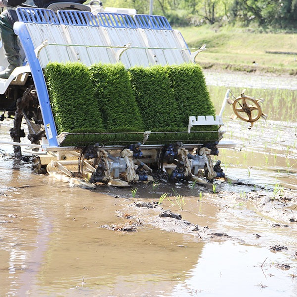 【奥島根弥栄】特別栽培米　秘境奥島根弥栄こしひかり　玄米　10㎏