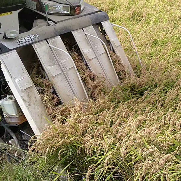 【奥島根弥栄】特別栽培米　秘境奥島根弥栄こしひかり　玄米　10㎏