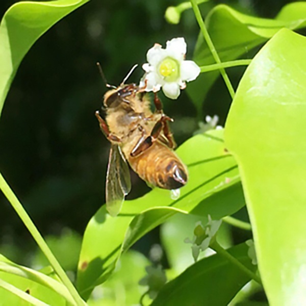 【堀養蜂園】野山のはちみつ そよご蜂蜜