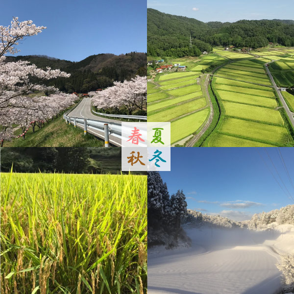 【奥島根弥栄】特別栽培米　秘境奥島根弥栄つや姫　玄米　10㎏
