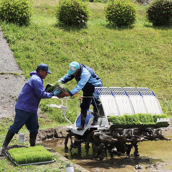 【奥島根弥栄】特別栽培米　秘境奥島根弥栄つや姫　玄米　5㎏