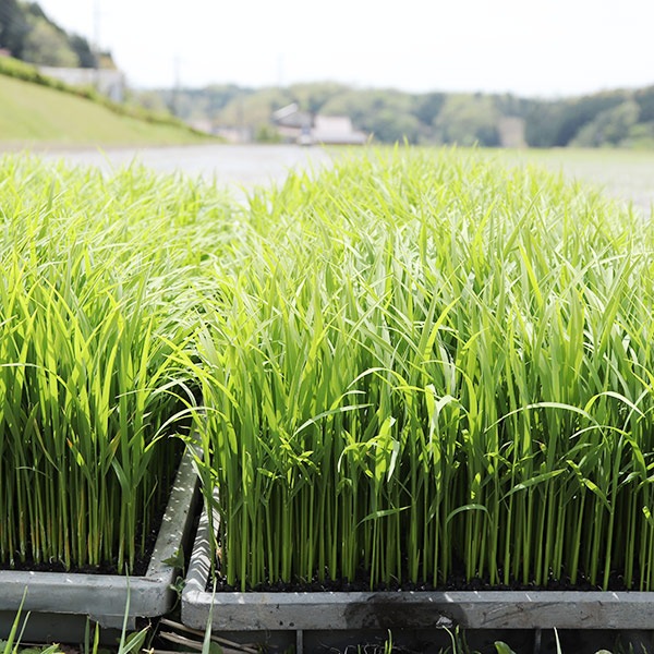 【奥島根弥栄】特別栽培米　秘境奥島根弥栄こしひかり　玄米　5kg