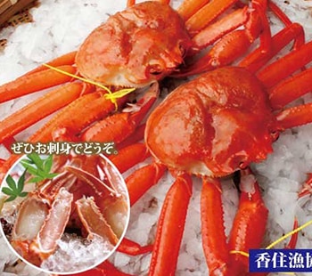 【21-130】活　香住ガニ（水揚げあり次第順次発送）［1kg前後］