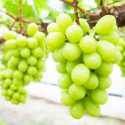 ڥեоݾʡ۲ 㥤ޥå