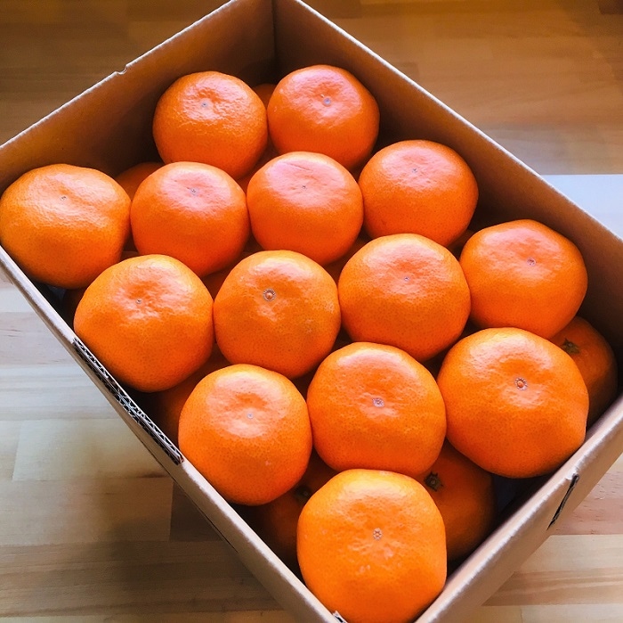 ギフト対象商品】長崎県産伊木力佐瀬みかん5kg化粧箱 | 長崎の