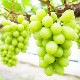 ڥեоݾʡ۲ 㥤ޥå