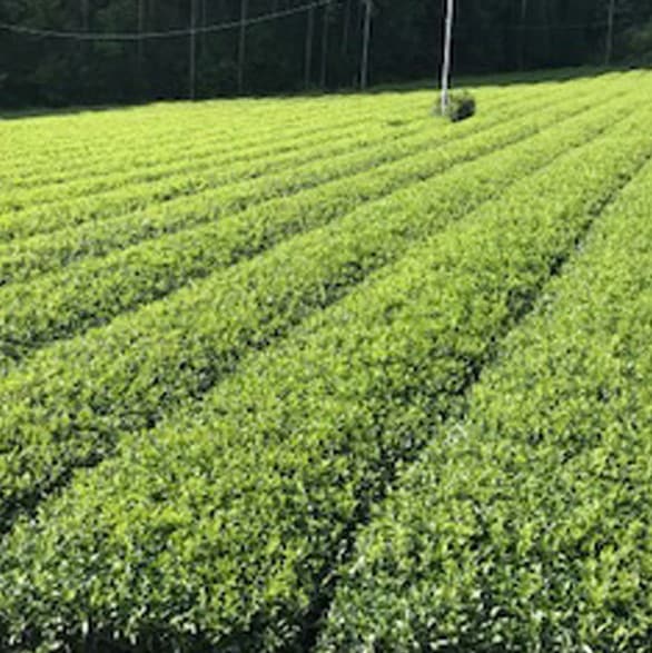 ���줷���� ��֤�������