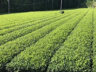 ڥեоݾʡۤ줷3ܵ͹礻