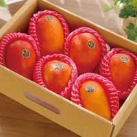 【予約商品】台湾マンゴー 2.5kg（5〜7玉） 産地直送 冷蔵 期間限定 送料無料