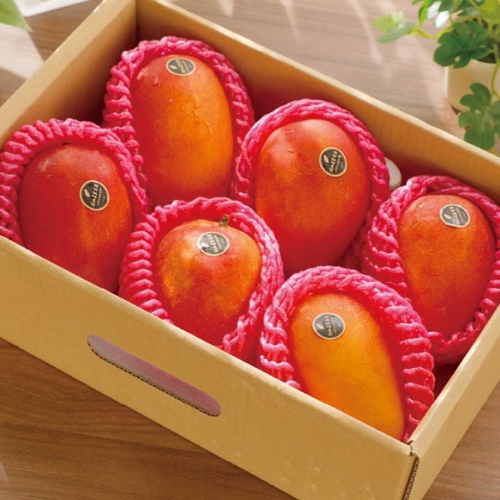 【予約商品】台湾マンゴー 2.5kg（5〜7玉） 産地直送 冷蔵 期間限定 送料無料