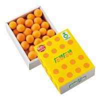 【予約商品】完熟きんかん たまたま 1kg（約50個） 果物 産地直送 期間限定